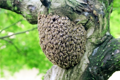 ミツバチの分蜂の画像