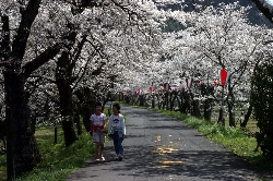 「神戸川（殿森）のさくら」