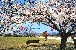 一の谷公園の桜