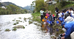 神戸川での稚鮎（アユ）の放流