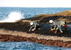 十六島海苔（ウップルイノリ）の収穫