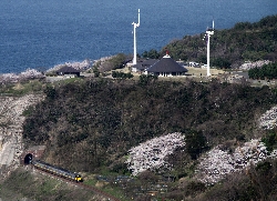 風の子楽習館の桜