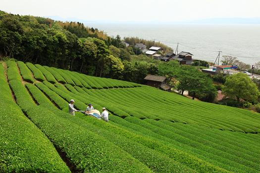 茶摘み