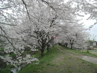 新川の桜並木