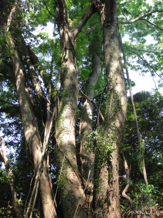 大木