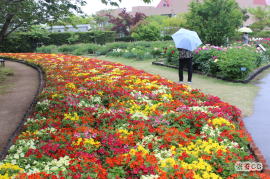 しまね花の郷1