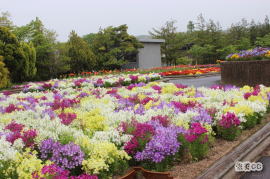 しまね花の郷2