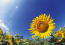 ひまわり