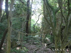 ���Ă��킳�񐳖�