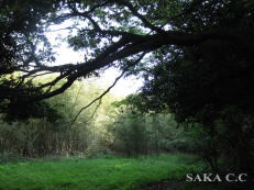 ���Ă��킳���O