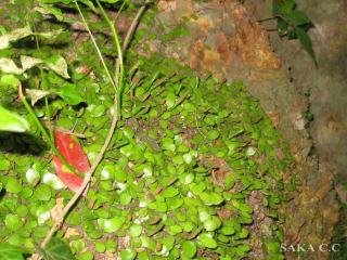 ��ɐ����鑐