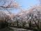 桜並木