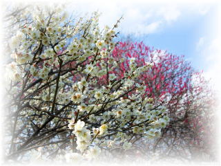桜の花の写真