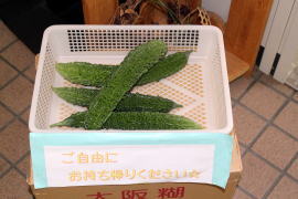 ゴーヤ写真