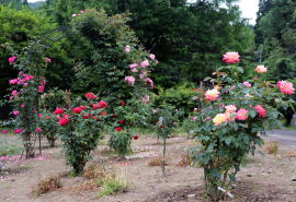 朝原バラ園写真