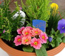 �񂹐A���̉摜