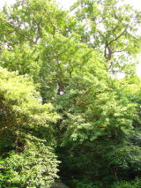 �����傤�̖�