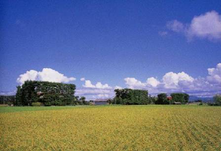 築地松が広がる出雲平野