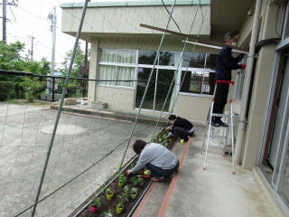 苗植え