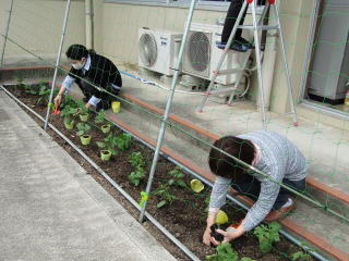 せっせと苗植え