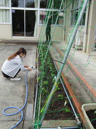 水やり