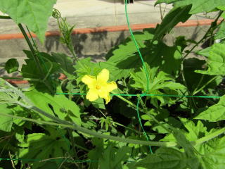 ゴーヤの花