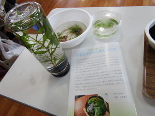 水草の説明