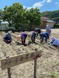 母子会　芋苗植え