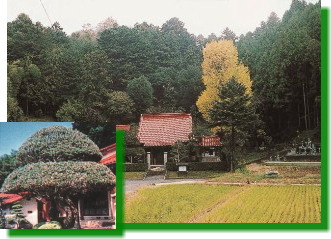 正善寺とモッコク