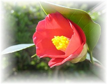 上津地区の木ツバキ