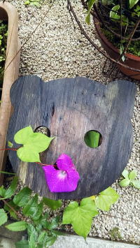 ほのぼの上津　朝顔