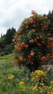 ノウゼンカズラ