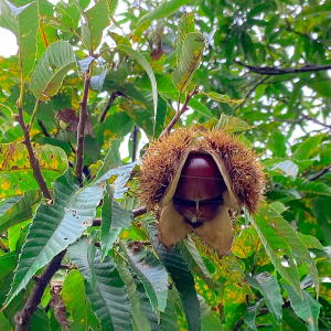 ほのぼの上津 栗