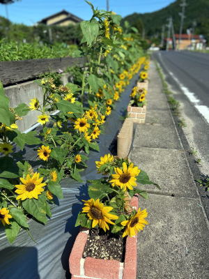 ひまわりロード