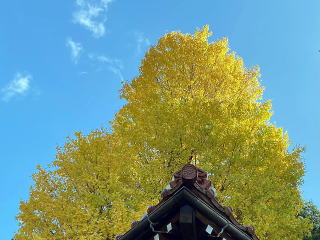 正善寺の大イチョウ