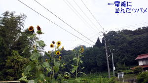 ヒマワリと電線にならんだツバメ