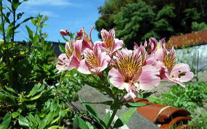 アルストロメリア