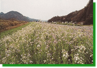 �n�}�_�C�R���̌Q��