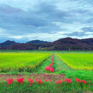 ほのぼの上津　彼岸花