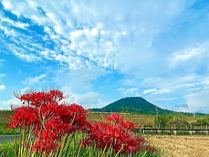 彼岸花と上津富士