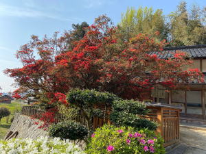 キリシマツツジ