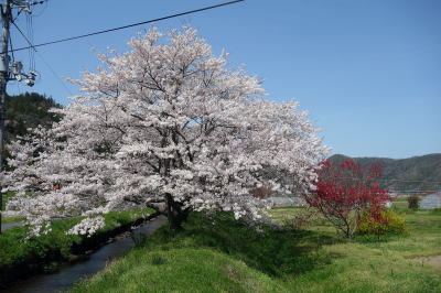 桜と紅梅とレンギョウ