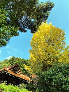 鐘楼と大イチョウ