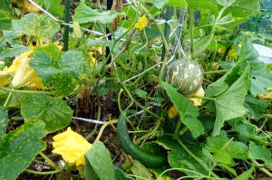 キュウリカボチャ