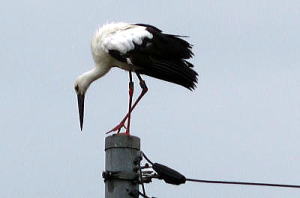 コウノトリ