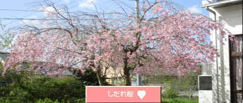 しだれ桜