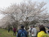 岩木橋の桜並木