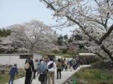 東郷町の桜