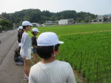 稲の生育を見守る様子