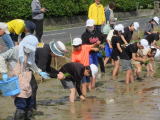 田植えの様子